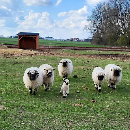 Zagroda Zabłocie Jurty Luksusowy namiot *