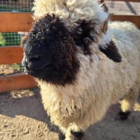 Zagroda Zabłocie Jurty