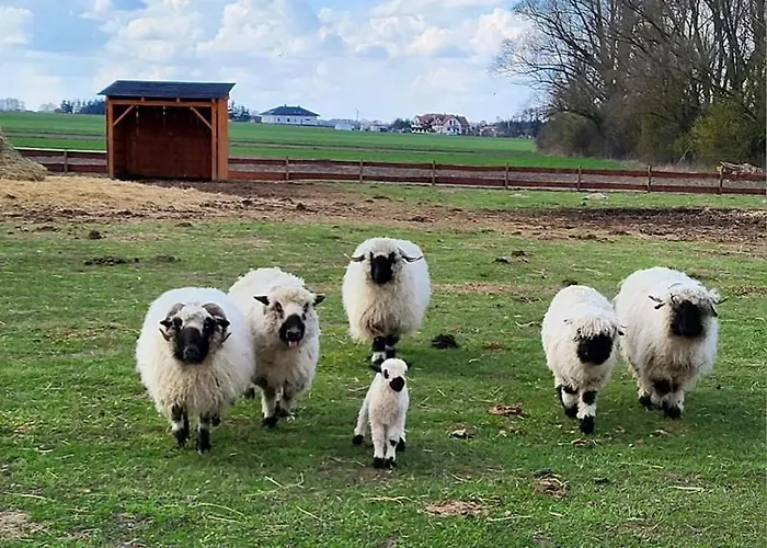 Zagroda Zabłocie Jurty Luksusowy namiot *