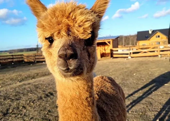 Zagroda Zabłocie Jurty * Zablocie (Legionowo)