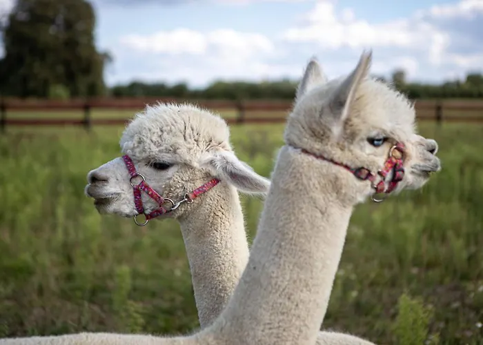 Zagroda Zabłocie Jurty Luksusowy namiot *