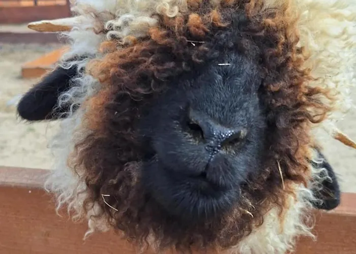 Zagroda Zabłocie Jurty