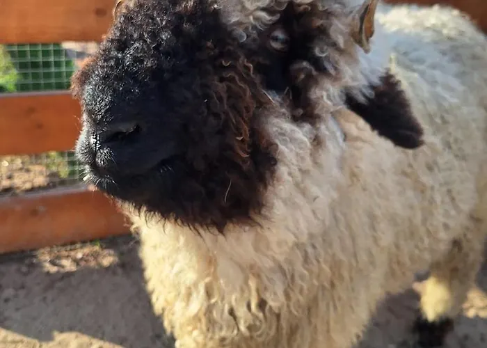 Zagroda Zabłocie Jurty