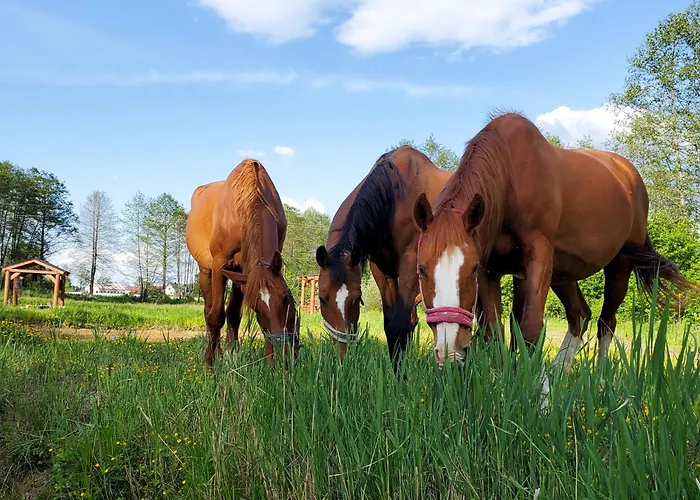 Zagroda Zabłocie Jurty Luksusowy namiot